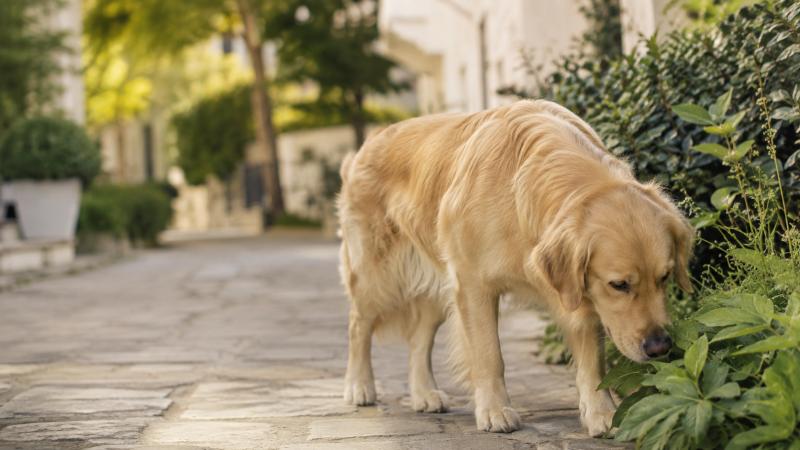 Köpekler Neden Her Yeri Koklar? Köpeklerde Koku Alma Duyusun Önemi
