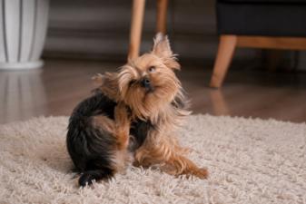 Köpeğinizde Pire Olduğunu Nasıl Anlarsınız?