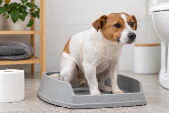 Köpeklerde Kabızlık