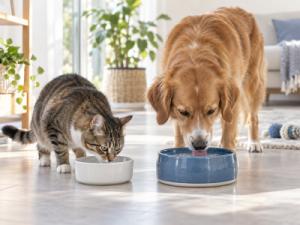 Kedi ve Köpeklerde Hidrasyon