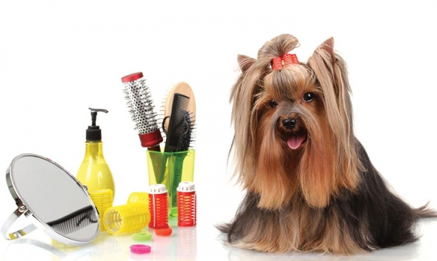 Köpeğinizin Cilt ve Kürk Sağlığı Hakkında Tavsiyeler