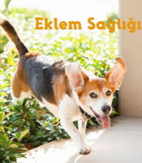 Eklem Sağlığı