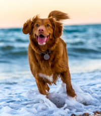 Köpeğinizin Sağlığınıza Katkıları