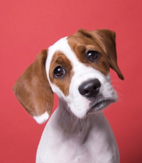 Köpekler İçin Zararlı Olan Besinler