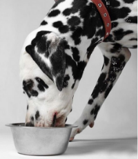 Köpeklerin Beslenme Programı
