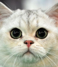 Kedi Dostlarınız İçin Gerekli Bazı Bilgiler