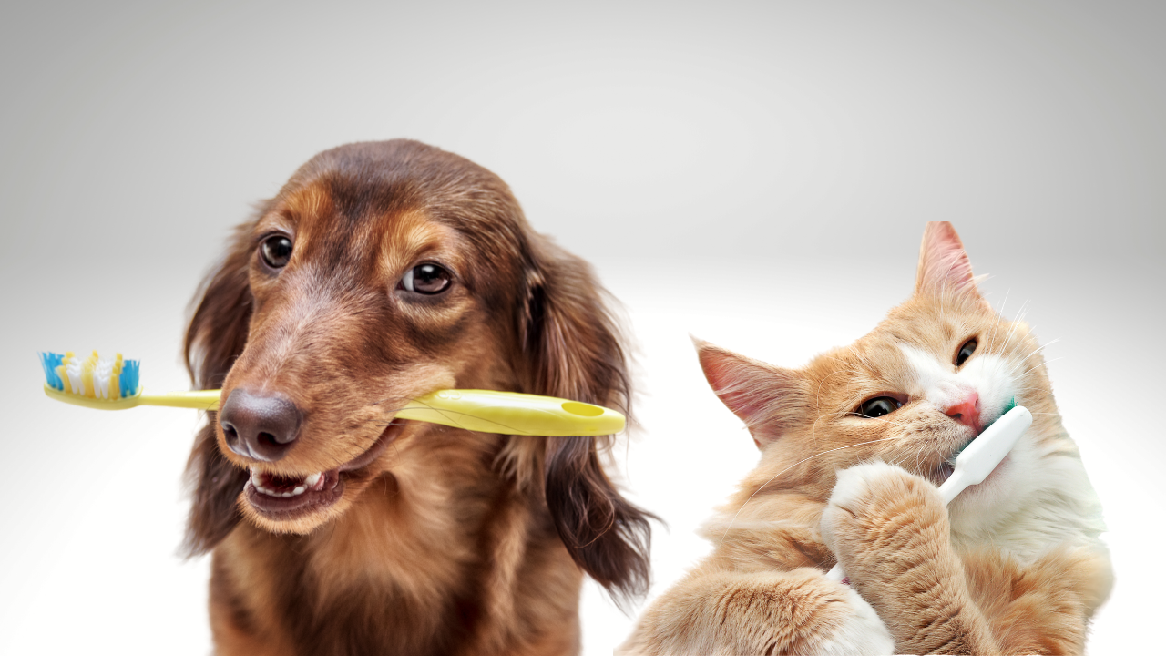 Köpek ve Kedilerde Ağız Hijyeni