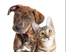 Kedi ve Köpeklerde Mama Değişimi