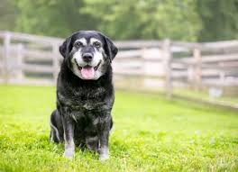 Geriatrik Köpeklerde Beslenme