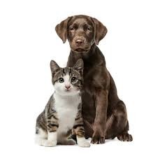 Kedi ve Köpeklerde İştah Sorunları