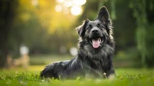 Köpeklerde Anal Kese Yangısı
